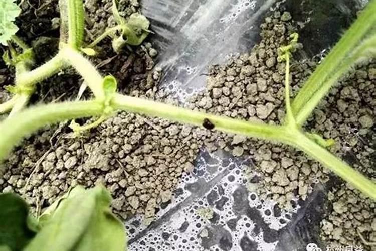 西瓜茎基部粗大空心植株萎蔫死亡是什么病