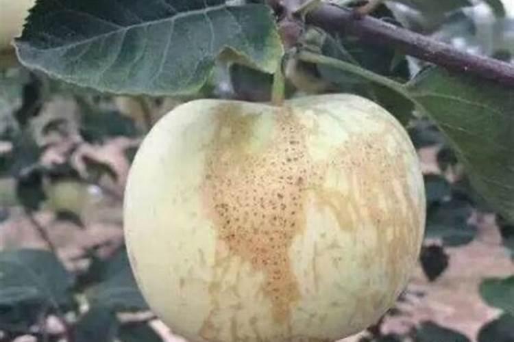 苹果的果锈是什么原因引起形成的(果锈发生的原因及对策)