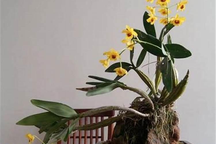 石斛施什么叶面肥开花多一点？
