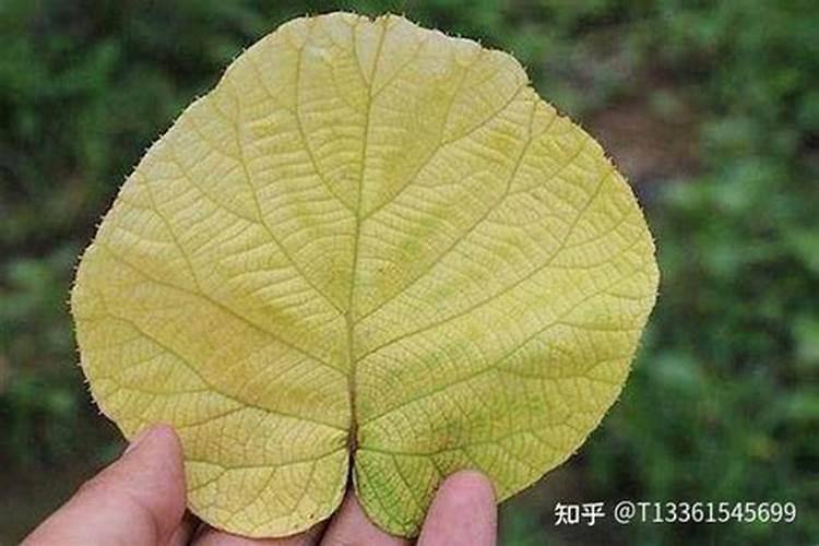 树叶发黄施什么肥