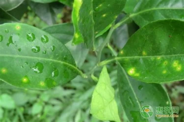 橙子树盆栽从未结过果实,这是为什么？