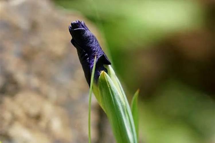 花菖蒲为什么浇过雨 不开花了？
