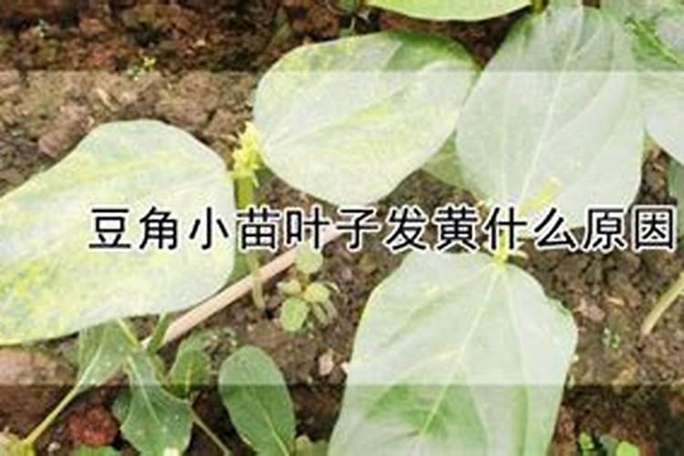 豆角小苗发黄打什么叶面肥？