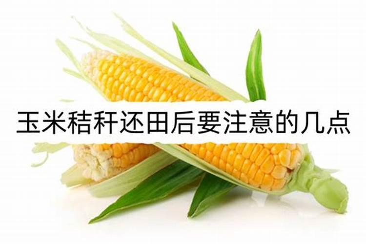 玉米秸秆还田后要注意的几点