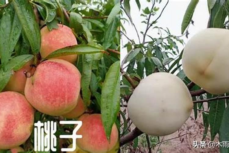 桃子如何快速膨大,二次膨大什么时候施肥