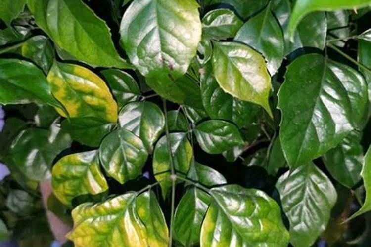 幸福树叶子冻紫了怎么补救