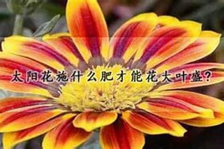 太阳花要施什么肥料