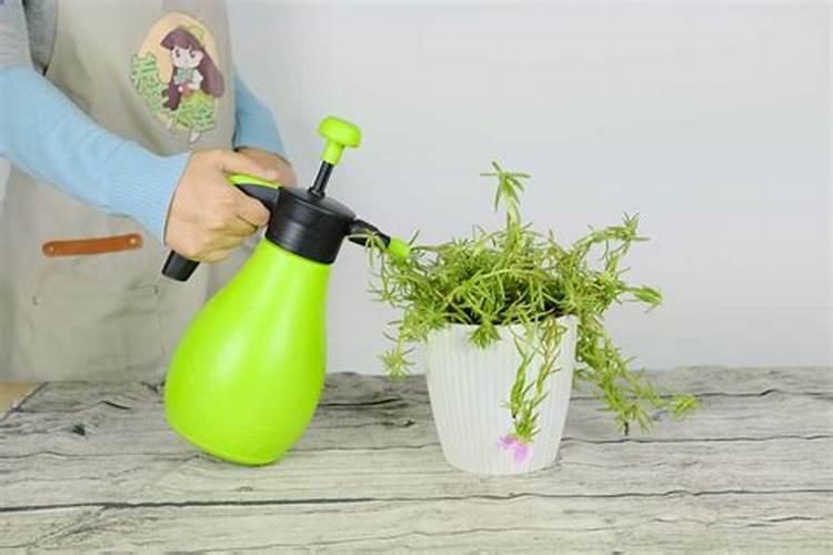 太阳花喜欢什么肥料