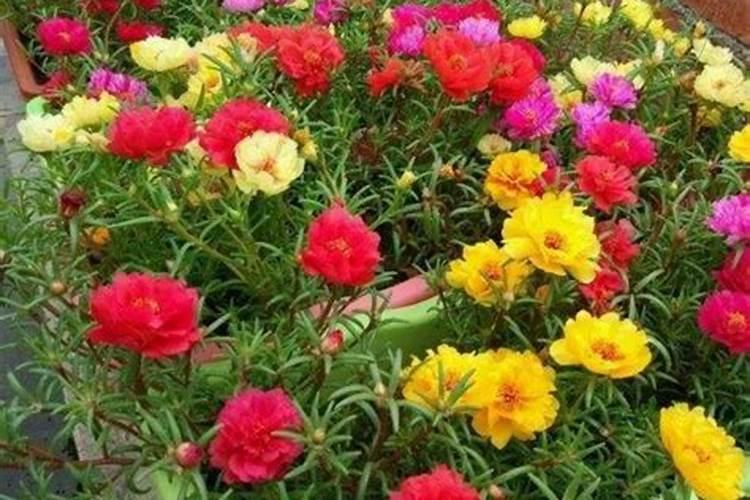 太阳花处在花期应该施什么肥？