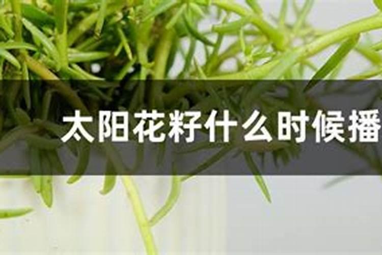 籽播太阳花幼苗什么时候施肥