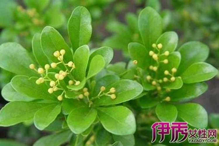 种米兰要注意些什么？