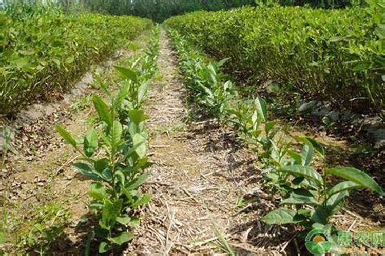野茶树栽培方法及注意事项