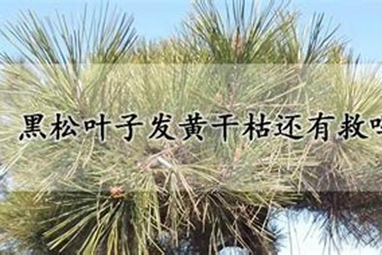 黑松叶子发黄干枯还有救吗？