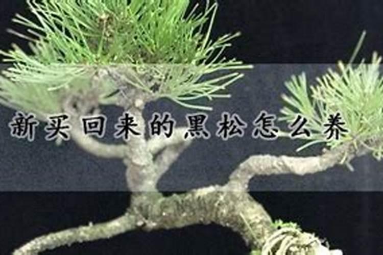 新买回来的黑松怎么养