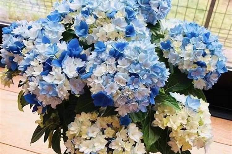 绣球花什么时候浇磷酸二氢钾