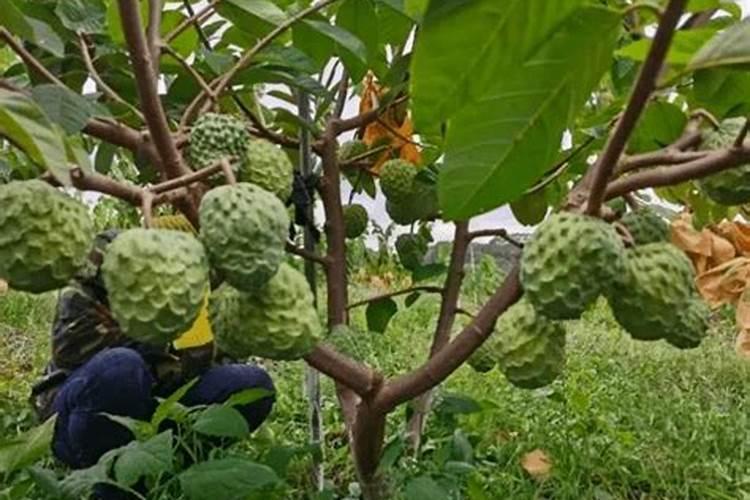 广西释迦果树种植方法 广西释迦果树怎么种植