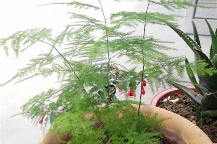 文竹能不能浇叶子(文竹可以喷叶面肥吗)