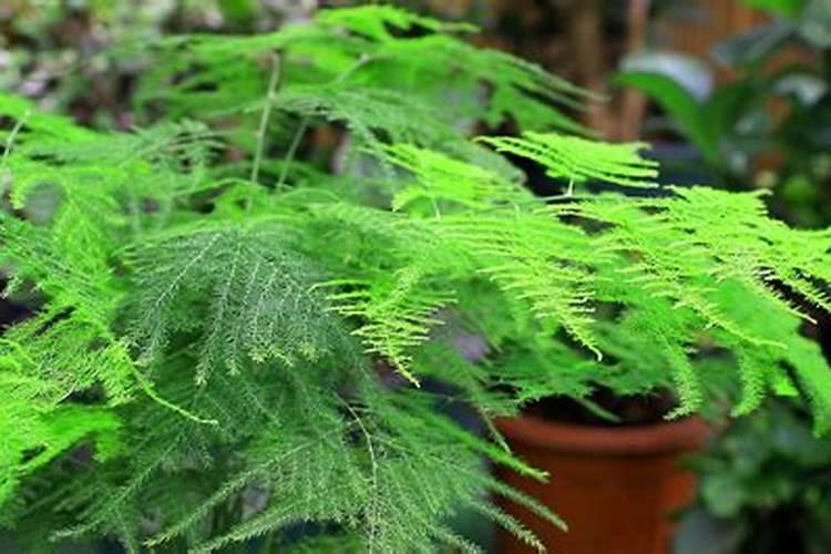 文竹花期养护4个方法