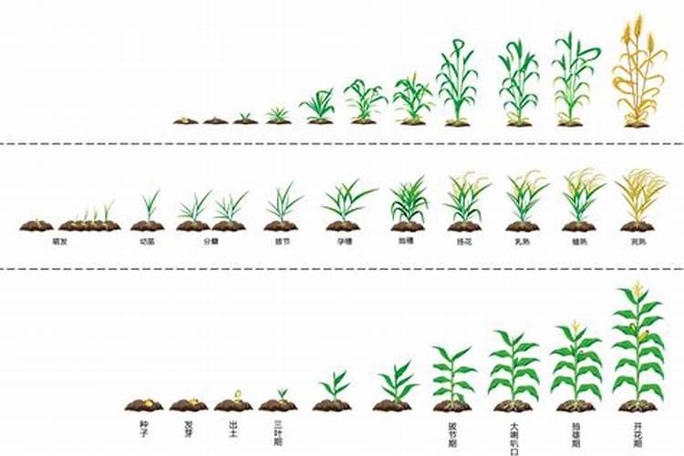 麦子各个阶段施什么肥料好 施肥注意事项