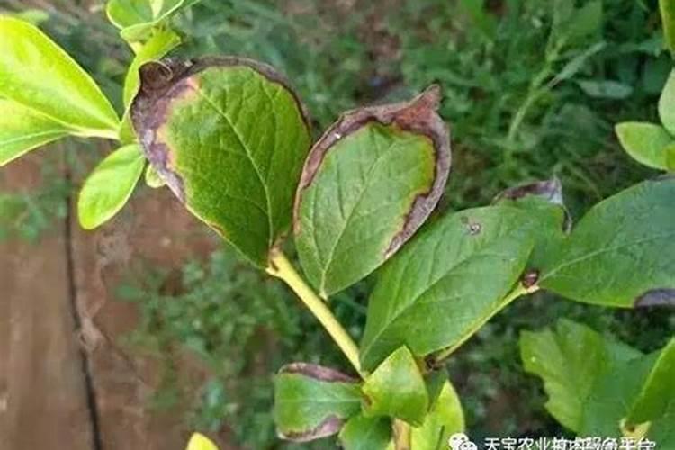 蓝莓叶片卷曲,叶尖枯萎,叶子嫩绿且叶片薄,是为什么？