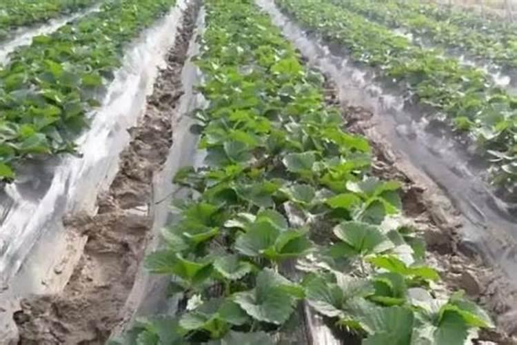 草莓连续浇高钾肥好吗怎么浇水？