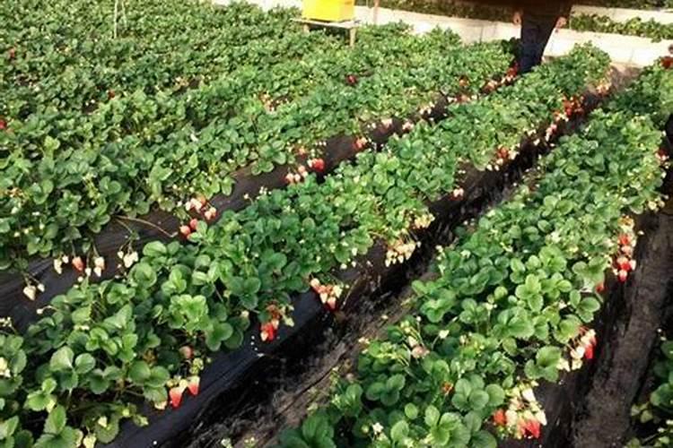 草莓种植钾肥过高的坏处？怎么调？