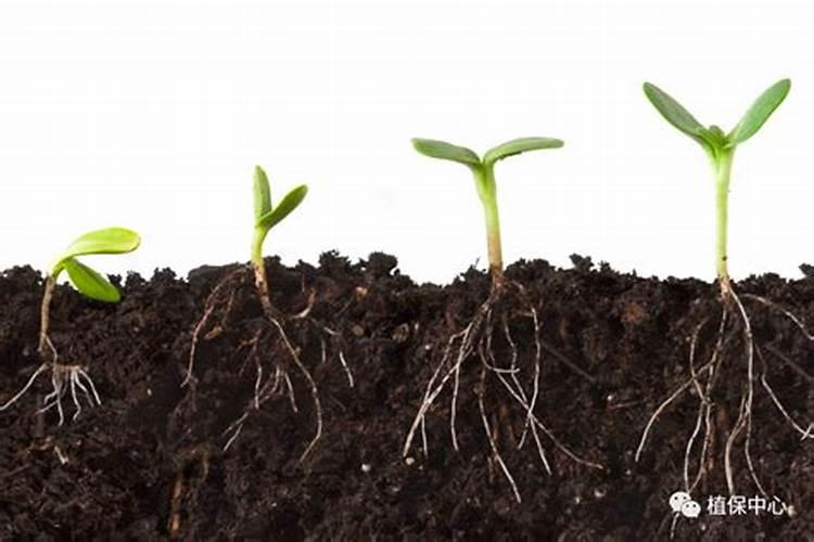 什么是腐殖酸有机肥的作用？