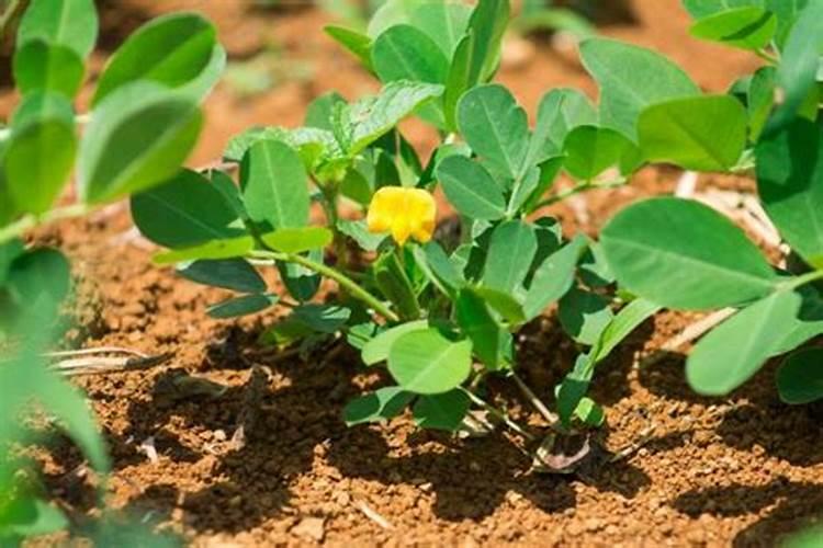 种花生必须要施肥么？