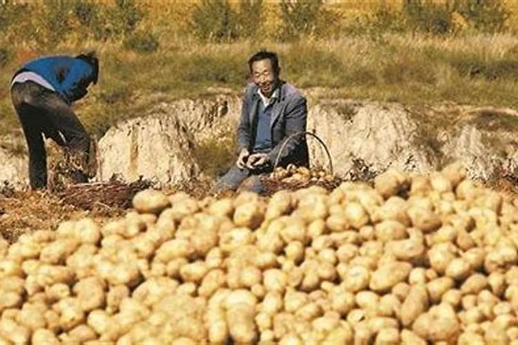 土豆播种,应该怎样施足底肥产量高？