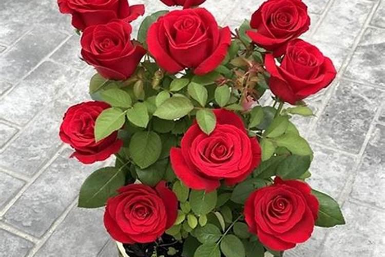 玫瑰花施什么肥最好