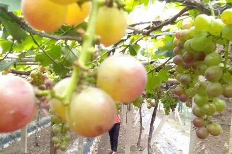 葡萄生根肥用什么好