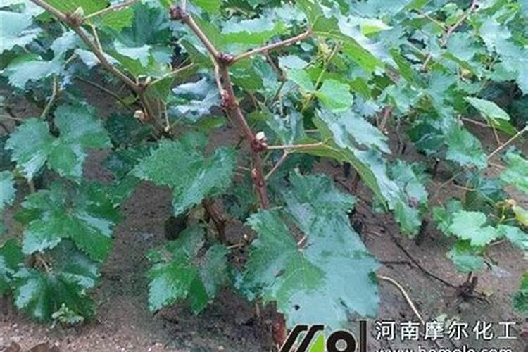 葡萄树使用什么肥料能长根