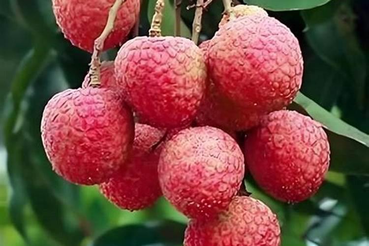 夏天的荔枝怎么种的
