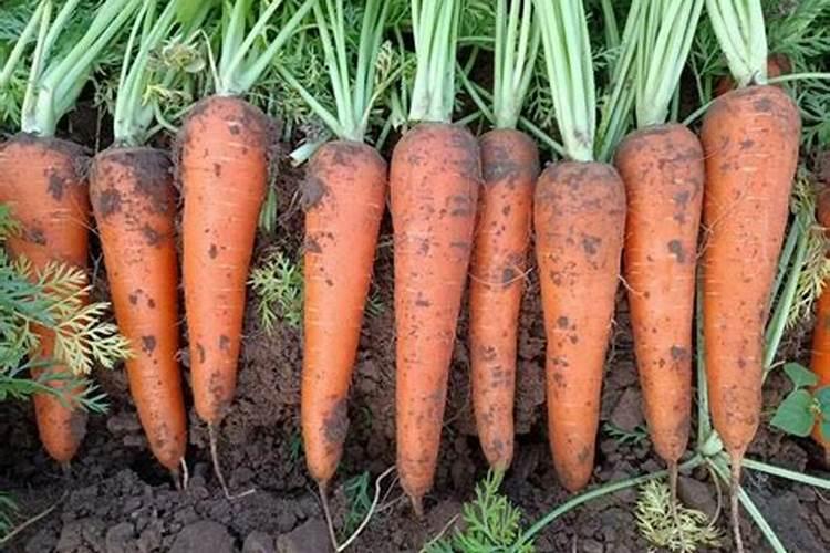 萝卜膨大期施什么肥