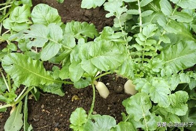 萝卜什么时候施肥 可以用尿素浇吗