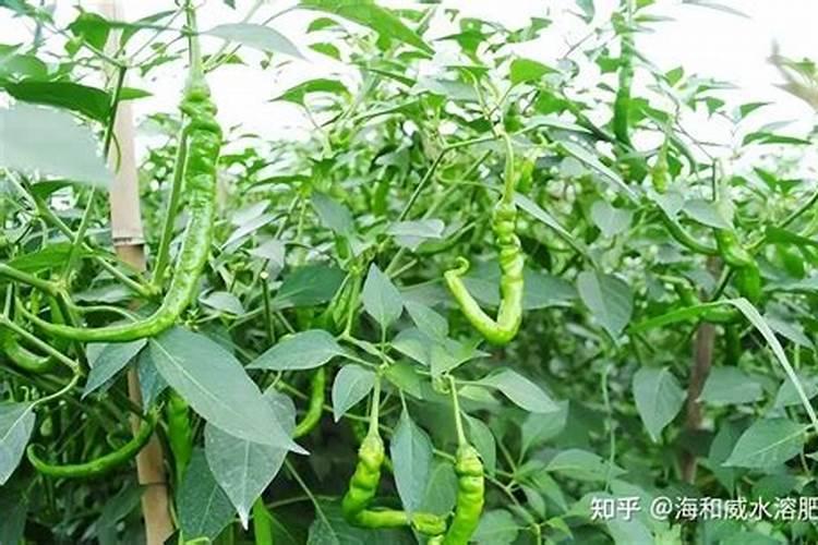 辣椒施什么肥好