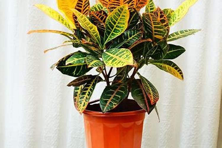 盆栽观叶植物怎样施叶面肥？