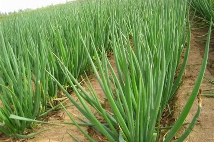 大葱什么时候追肥合适,高产追肥方法