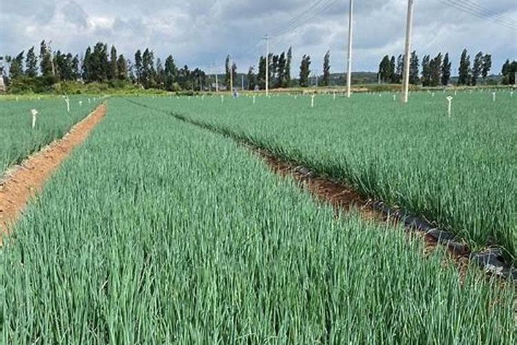 大葱施肥时间及方法简介大葱施肥技术要点