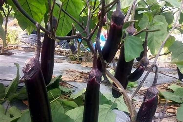 茄子的需肥规律是怎样的？施肥时需要注意哪些问题？