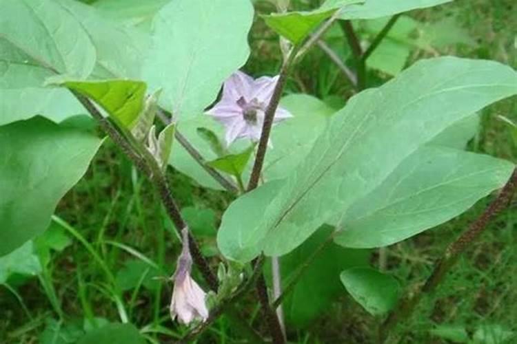 茄子在在结果的时候怎样浇水和施肥？