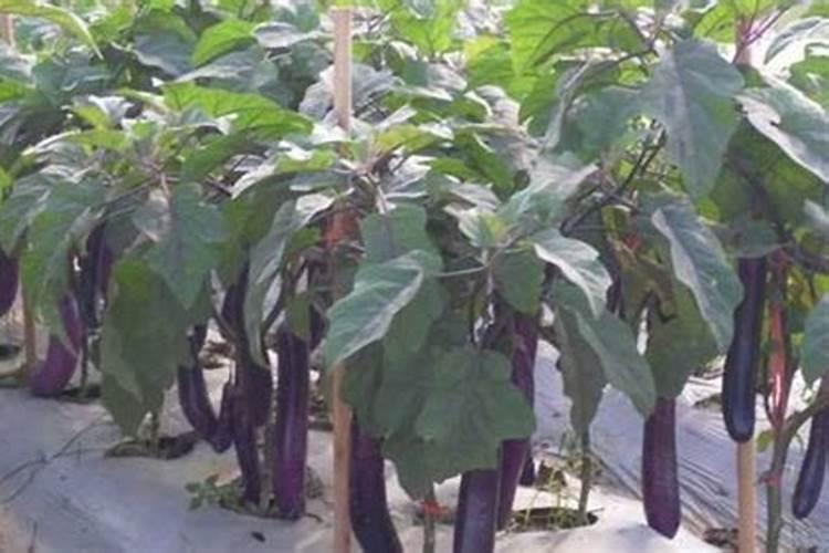 夏季,茄子施肥有哪三大禁忌