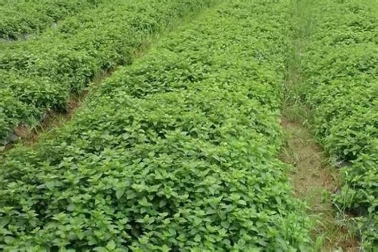 凉粉草种植技术和方法