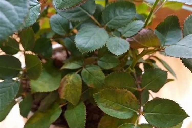 室内植物叶子发黄施肥,及时追施氮肥养护