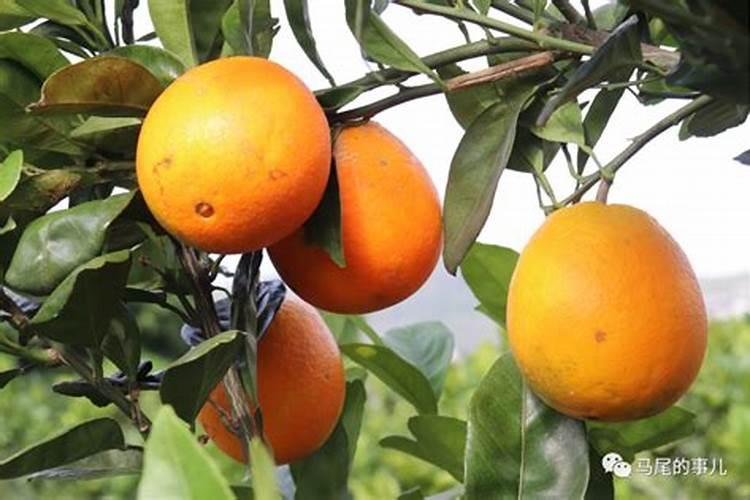 今年刚种的脐橙浇了三次水溶肥第四次浇水溶肥好还是浇复合肥好？