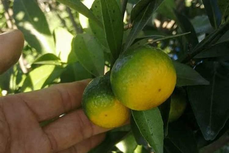 小橙子全脐黄落果是是怎么回事？