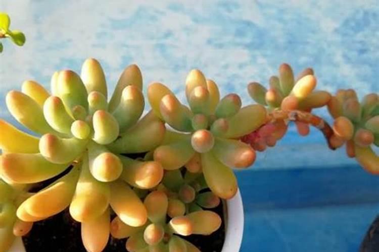 多肉需要施肥吗？如何施肥长得好