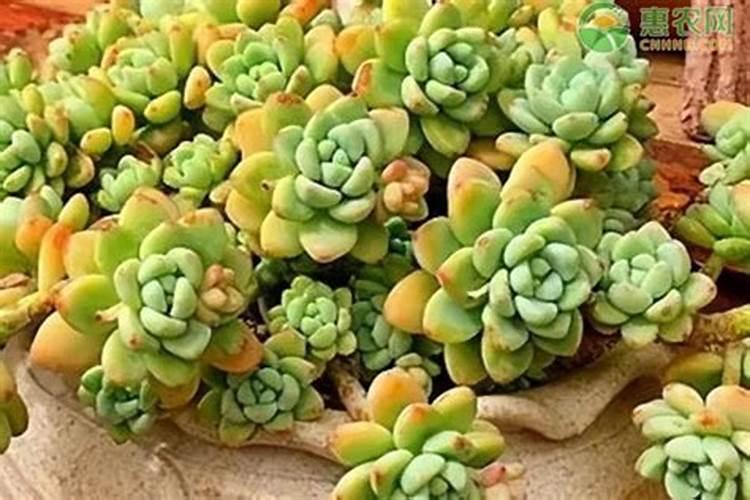 多肉植物适合多久施肥 多肉植物何时需要施肥