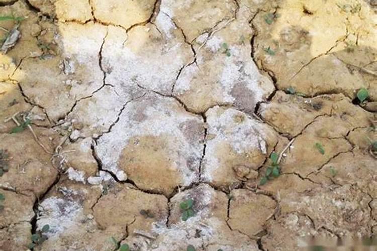 耕地有点土壤酸化,用什么肥比较好？