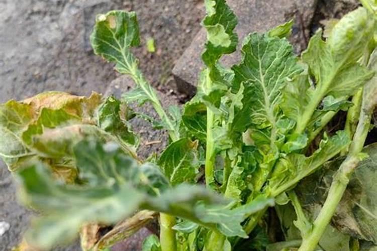 油菜药害可认用芸苔素解救吗